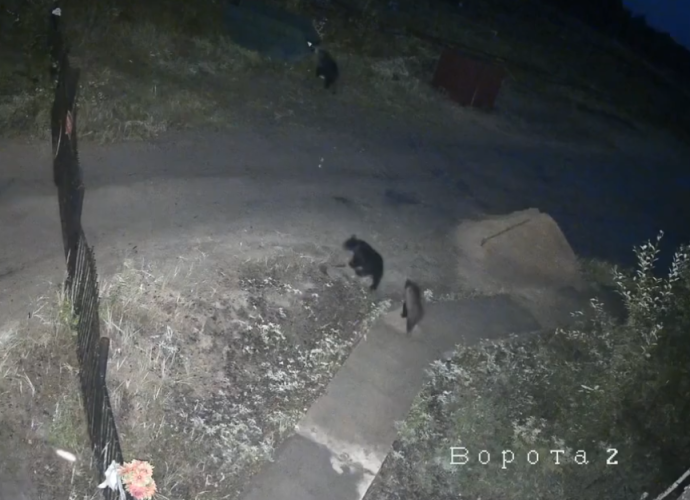 На городском кладбище Советского замечены медведи (ВИДЕО)