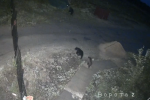 На городском кладбище Советского замечены медведи (ВИДЕО)