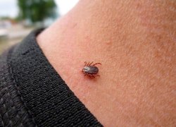 Число жителей ХМАО, ставших жертвами клещей, превысило 2 тысячи