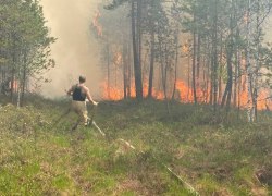 В ХМАО зафиксировано 6 лесных пожаров