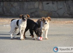 В России могут ввести полис ОМС для домашних животных