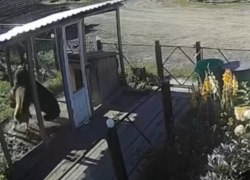 Глава Советского района сообщил о выходе медведей на окраины райцентра и посёлка Таёжного