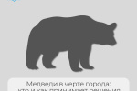 Медведи в городе: кто и как принимает решения