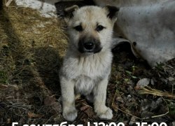 В Югорске пройдёт ярмарка-раздача животных &laquo;В добрые руки&raquo;