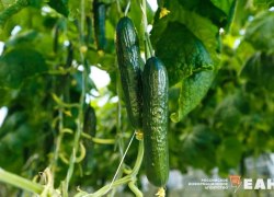 Огуречный фестиваль пройдет в ХМАО Огуречный фестиваль пройдет в ХМАО