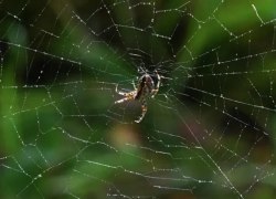 Укус паука отправил мужчину в реанимацию