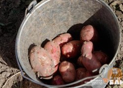 Стало известно, почему Россия не может себя обеспечивать картофелем круглый год