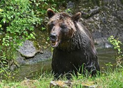 Станете закуской. Министр призвал россиян не поить медведей пивом