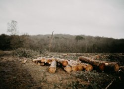 В ХМАО многодетным семьям будут передавать расчищенные от деревьев участки