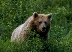Россияне пугают друг друга выдуманными медведями. За это забирают iPhone