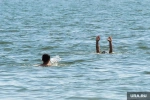 Жители ХМАО пытались спасти женщину, утонувшую в реке