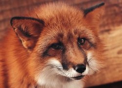Жителей Югры предупредили об опасности контакта с дикими животными