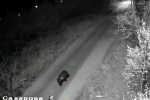 В Югре участились выходы медведей к населенным пунктам