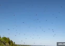 Жители ХМАО жалуются на массовое нашествие комаров. Видео