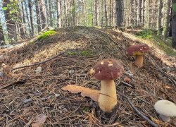 В Югре снизились цены на белые грибы из местных лесов