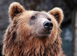 Внимание! В северной промзоне г.п. Советский в районе водозаборных сооружений замечен медведь