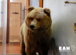 Медведи растерзали двоих мужчин в российском регионе Медведи растерзали двоих мужчин в российском регионе