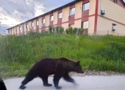 Медведи вышли к дачам, трассам и жилым домам в нескольких районах Югры
