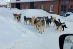 Самовыгул собак: опасность для общества и животных