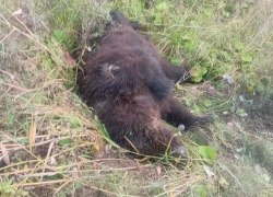 Трагедия на трассе, которая потрясла даже опытных инспекторов