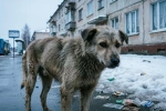 Почти половина жителей ХМАО считает правильным кормить бездомных собак