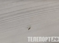 Комаров не отпугивают гвоздика, ультразвук, браслеты и свечи