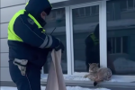 Инспекторы ДПС спали рысь, которая забрела в Югорск