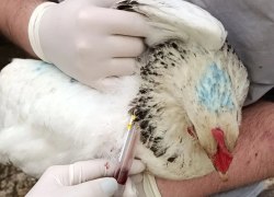 Специалисты филиала БУ "Ветеринарный центр" в городе Советском провели отбор проб крови от сельскохозяйственных птиц