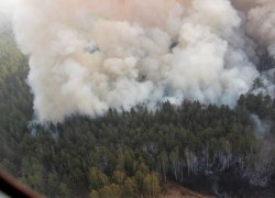 В ХМАО возобновились лесные пожары