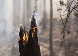 Из Югры в ЯНАО для борьбы с лесными пожарами направили дополнительные силы