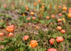 В Югре начали продавать свежую морошку