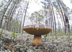 Медведь подслеповат, но бегает, как авто: спасатели напомнили югорчанам, что делать при встрече