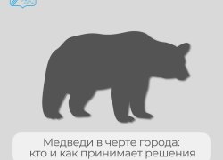 Медведи в городе: кто и как принимает решения