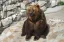 Охотники массово отказываются добывать медведей