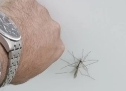 В Югре бабье лето пробудило полчища огромных и обычных комаров