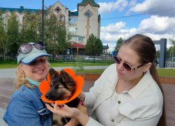 В городе Югорске прошла ярмарка - раздача бездомных животных &laquo;В Добрые руки&raquo;