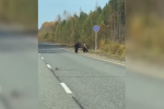 Медведь напал на грузовик на границе Свердловской области с ХМАО. Видео