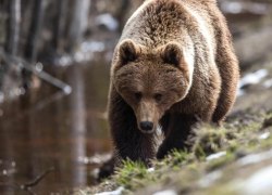 Голодные медведи отказываются возвращаться в леса и нападают на людей по всей России