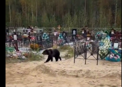 В Югре из-за выхода медведей к людям бьют тревогу жители Югорска и Нягани