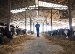 Ветслужба Югры обнаружила лейкоз у животных в фермерских хозяйствах