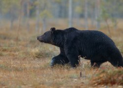 Как избежать встречи с медведем &mdash; рассказывают спасатели