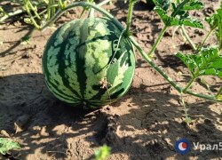 Фермер: Арбузы из Соль-Илецка появятся в продаже не раньше августа