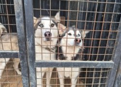 Муниципальный приют для животных в Югорске: помогаем вместе