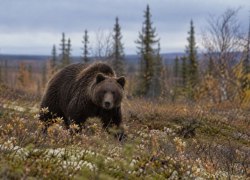 В Югре охотникам разрешили отстрелить в 2,5 раза меньше медведей, чем в прошлом году