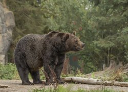 Зоолог объяснил, почему встреча с медведем всегда крайне опасна