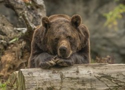 Медведи в ХМАО стали в два раза чаще выходить к людям