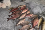На реках Югры действует нерестовый запрет