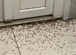 Жителей ХМАО просят не паниковать при виде полчищ странных насекомых Жителей ХМАО просят не паниковать при виде полчищ странных насекомых