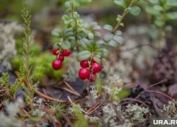 Жители ХМАО ведрами продают самые полезные в мире ягоды. Фото