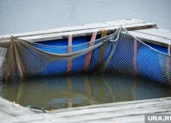 Вылов сельди в России бьет все рекорды